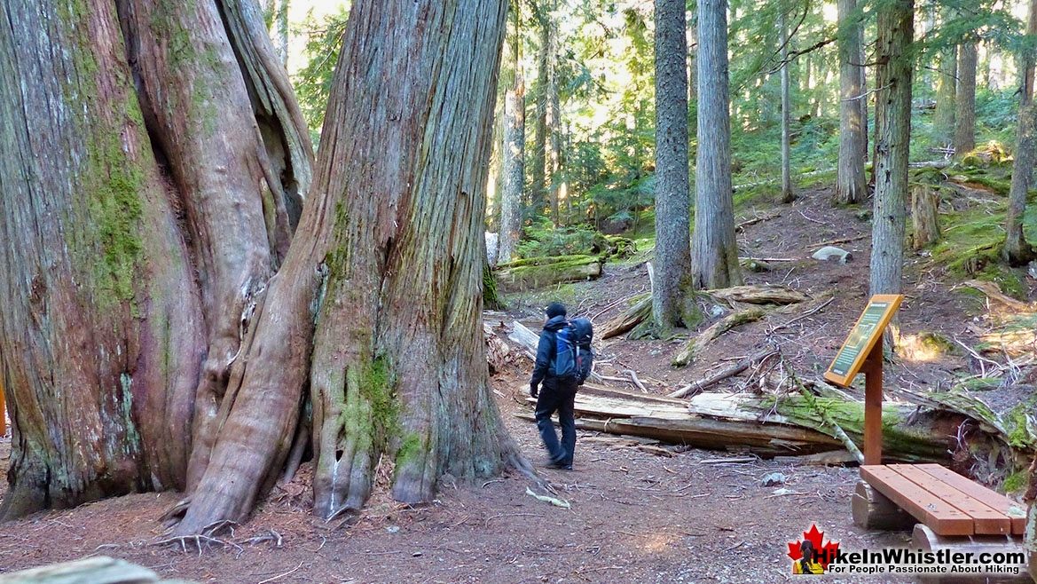 Ancient Cedars Trail in Whistler