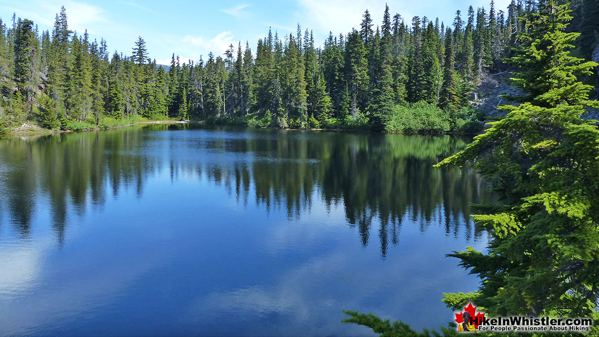 Newt Lake Green Paradise