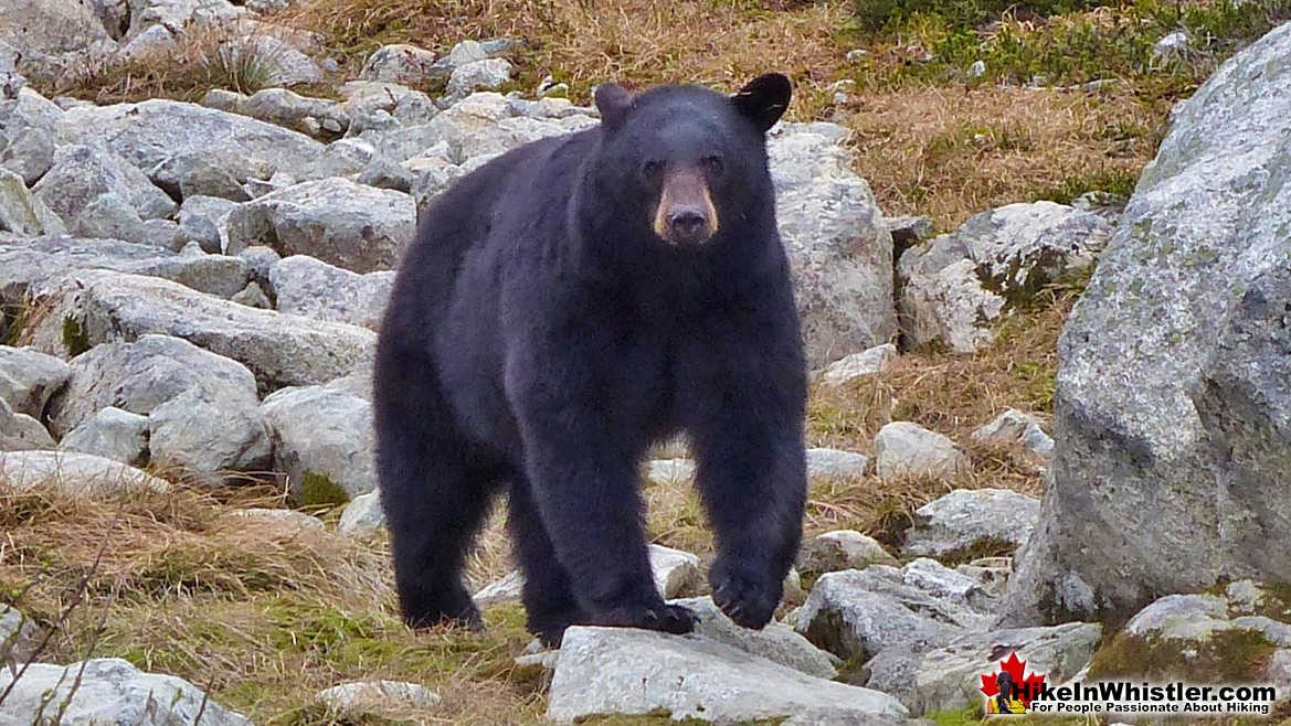 Blackcomb Mountain Black Bear!