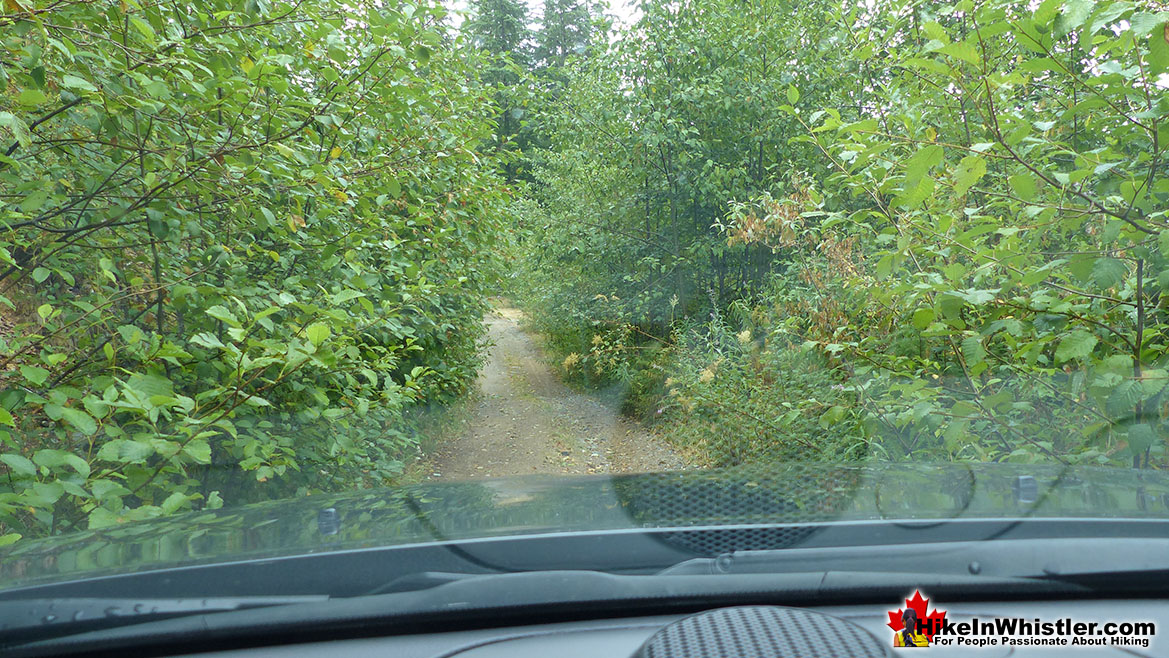 Brew Lake Overgrown Access Road