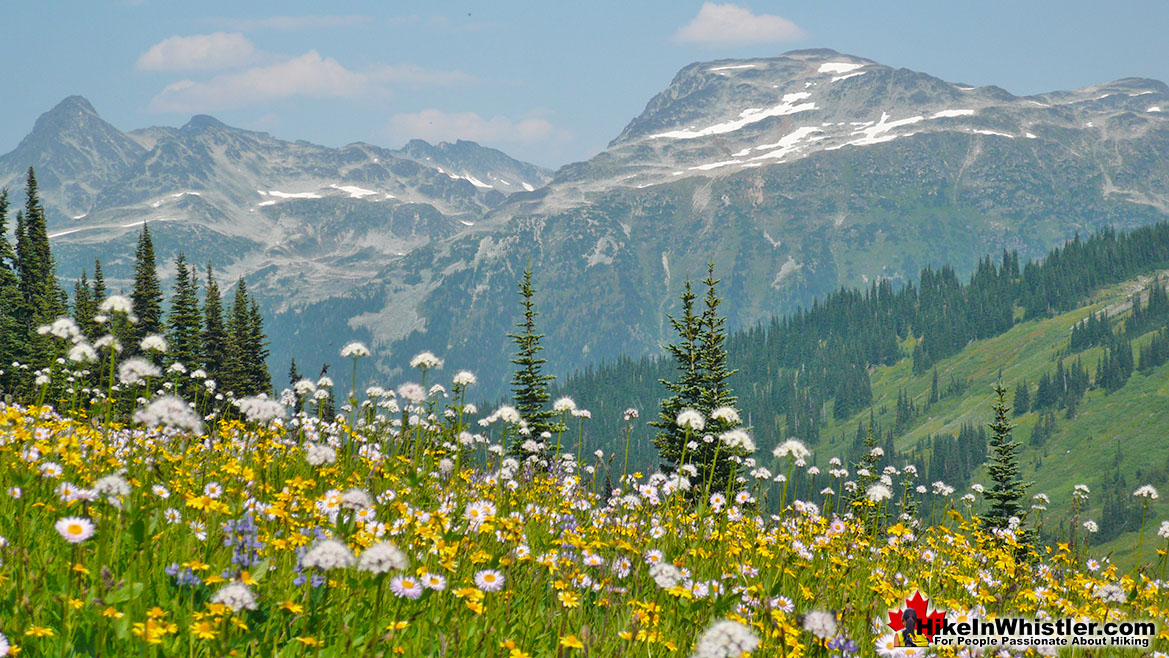 Musical Bumps Trail to Russet Lake